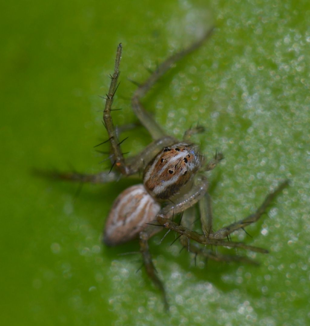 Oxyopes lineatus - Grosseto (GR)